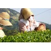 Hand-Picked Deep Steamed Kakegawa Tea (Shizuoka Tea), Tenshin (Tenshin) 3.5