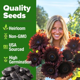 HOME GROWN Chocolate Cherry Sunflower Seed Pack (75 Seeds) – Heirloom Flower Seeds to Plant That Create Tall, Burgundy Blooms Perfect for Flower Lovers and Pollinator Gardens (Helianthus annuus)