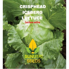 Lettuce Seeds, 1200+ Iceberg, Crisphead, Heirloom, Non GMO Seeds Lactuca Sativa