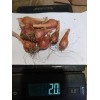 Fresh Pick Unit]Perennial Onions Egyptian Walking Garlic Chives Bulbs Starts