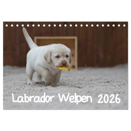 Labrador Welpen (Tischkalender 2026 DIN A5 quer), CALVENDO Monatskalender: Ein ganzes Jahr voller Labrador Welpen (CALVENDO Tiere)