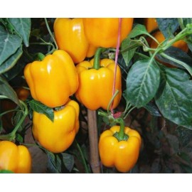 home growm Yellow Bell Pepper HEIRLOOM 30+seeds PREMIUM strain Inherited thru 2 Generations