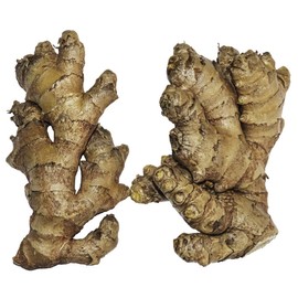 Live 10 Rhizomes of Edible Ginger Roots Zingiber Zingiber Officinale for Growing