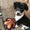 FUZZU Durable Dog Toy with Squeaker - Tough Chew Toy,