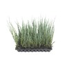 Blue Arrow Juniper - 3 Live Trees - Juniperus Scopulorum