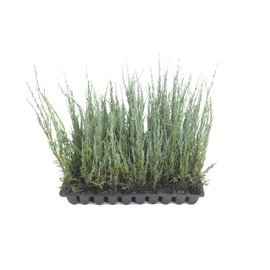 Blue Arrow Juniper - 3 Live Trees - Juniperus Scopulorum - Formal Evergreen Privacy Screen