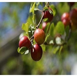 Scarlet Beauty Plum Tree - A Gift That Keeps Giving - Self Pollinating Live Fruit Plant Shipped 3 to 4 Feet Tall by DAS Farms