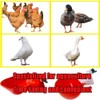 6 Packs Large Automatic Chicken Waterer Cups Chicken Water Cups