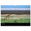 Giraffes - Lovely Giants of the African Savannah (Wall Calendar