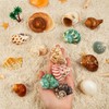 15PCS Hermit Crab Shells | Natural Sea Conch Size 1.6"-3.2"