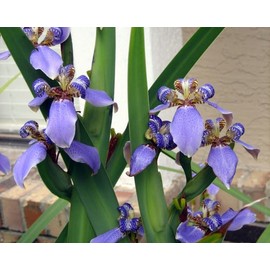 Walking Iris Apostle Plant | 1 Extra Large 3 Gallon Plant | Neomarica gracilis | Tropical Foliage | Easy Care Perennial