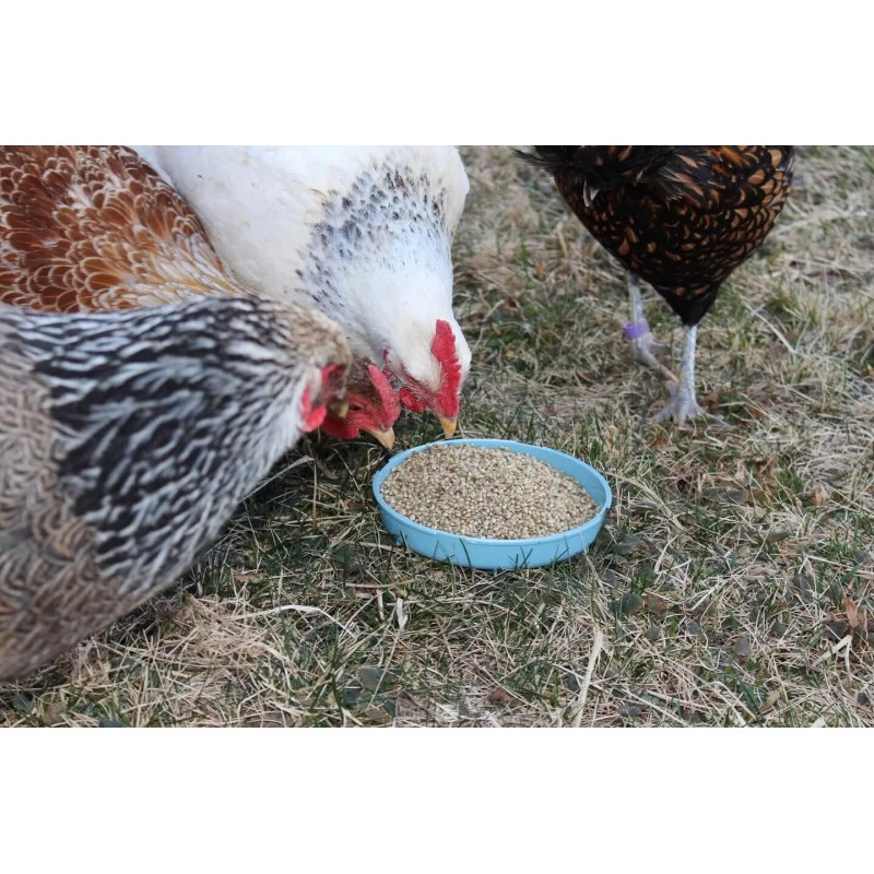 Buffalo Botanicals Hemp Seed Bird Seed 10 pound bag by