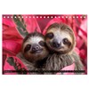 Sloths - Relaxed Through the Year (Desk Calendar 2025 DIN