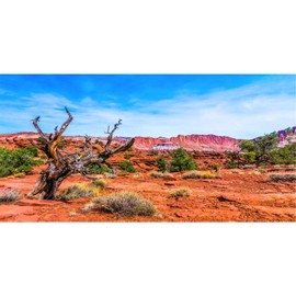 AWERT 48x18 inches Reptile Habitat Background Blue Sky Oasis Orange Desert Terrarium Background Durable Polyester Background