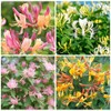 210+ Mix Honeysuckle Seeds for Planting in Home Garden- Non-GMO