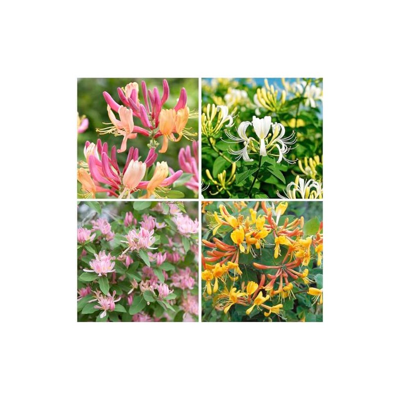 210+ Mix Honeysuckle Seeds for Planting in Home Garden- Non-GMO