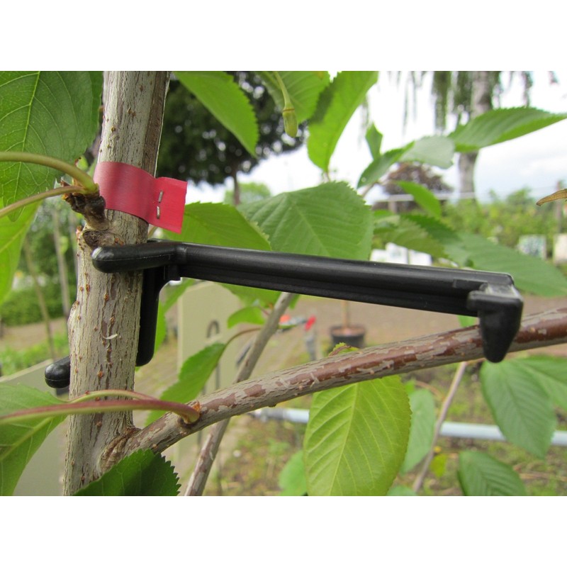 Branch Clips Pack of 25