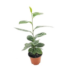 Camellia Sinensis - 4 Inch Container - Large & Beautiful Live Tea Plant - Brew Your Own Black, White, Green & Oolong Tea