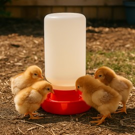 Baby Chick Feeder and Waterer Set, 1 Quart Poultry Feeder with 8 Feeding Holes & Spill-Free Waterer, Duckling Feeding and Drinking Kit for Chickens, Quail, Pigeons, and Small Birds