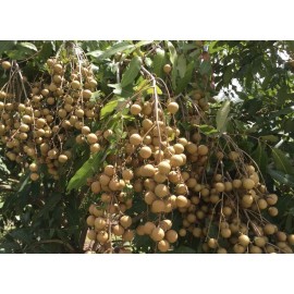 Longan Tree Dimocarpus Dragon Eye 12”With Pot Seedling Plant Tropical Fruit Tree