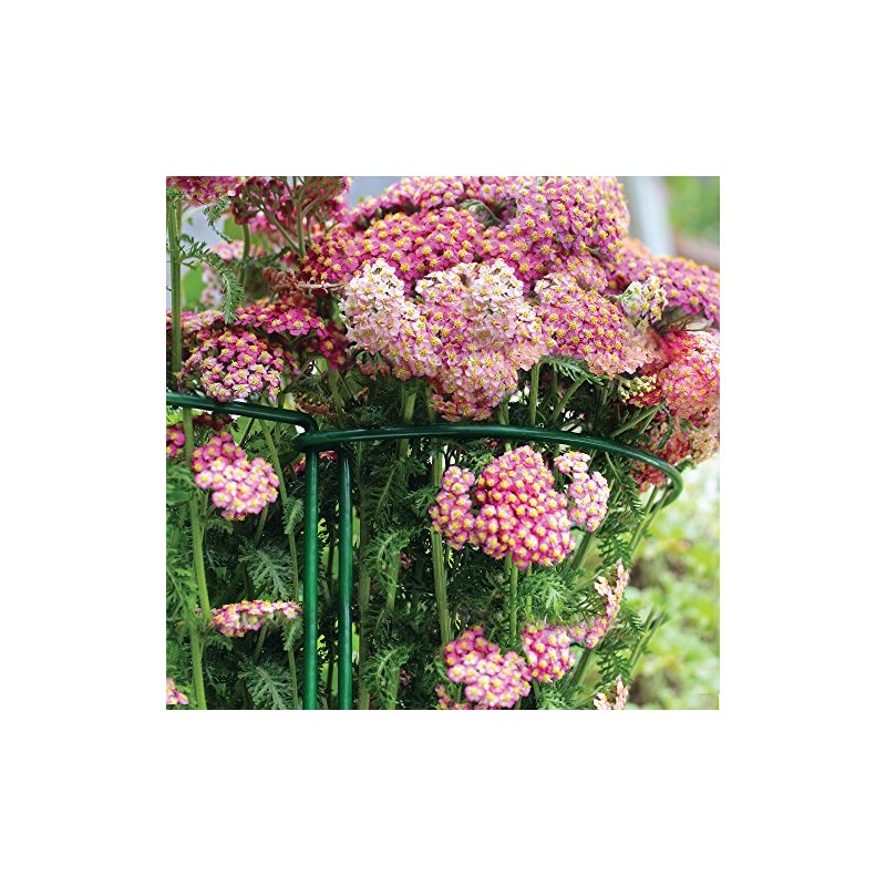 Gardman 7436 Plant Bows semicircular, 35 cm x 20 cm,