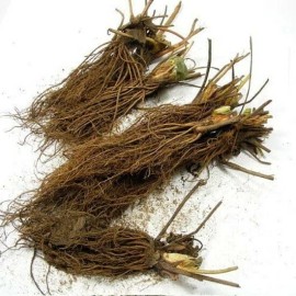 Carolina Strawberry White Carolina Pineberry Plants 10 Roots Bareroot Pineapple/Strawber