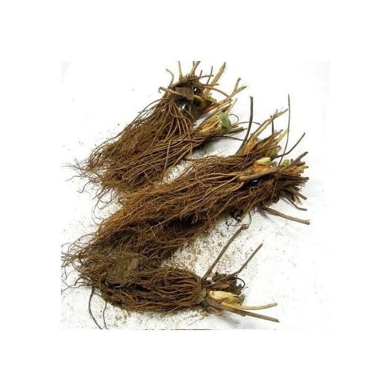 Carolina Strawberry White Carolina Pineberry Plants 10 Roots Bareroot Pineapple/Strawber