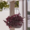 Bloem Dura Cotta Self Watering Hanging Basket Planter 12" Chocolate