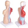 HAMModel Human Torso Anatomy Model – Removable Organs, Heart, Brain,