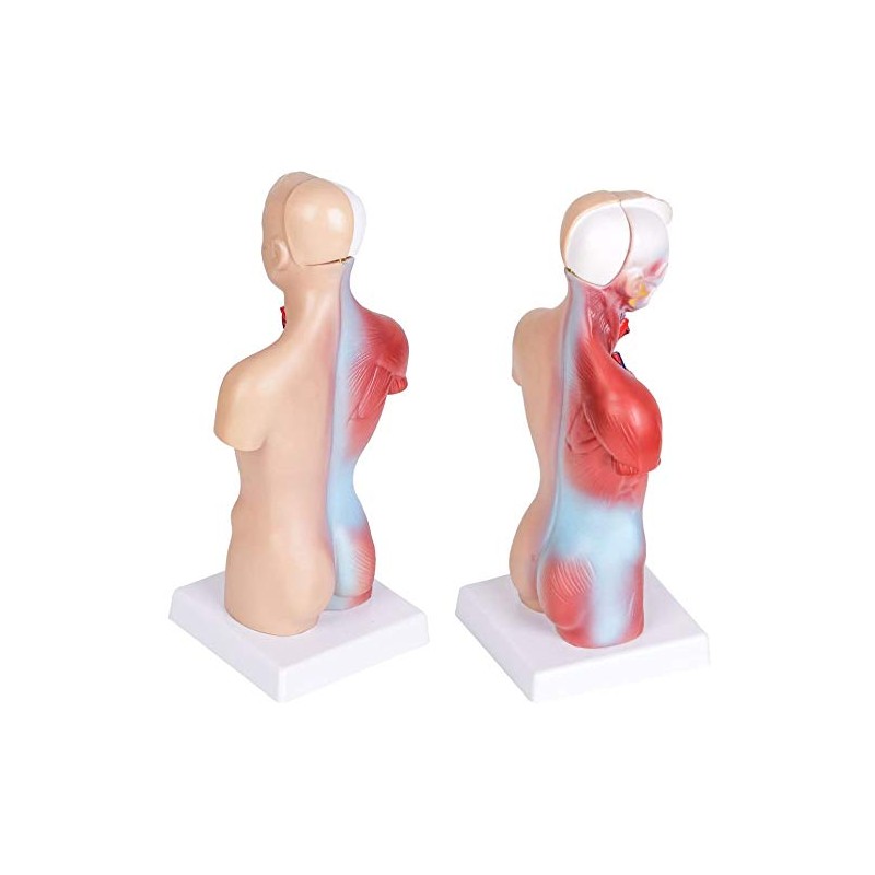 HAMModel Human Torso Anatomy Model – Removable Organs, Heart, Brain,