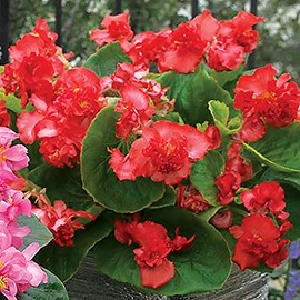 Park Seeds Begonia Fiona Red Flower, Pack of 25 Seeds