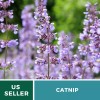 Fresh Catnip - 250 Seeds - Culinary & Medicinal Herb