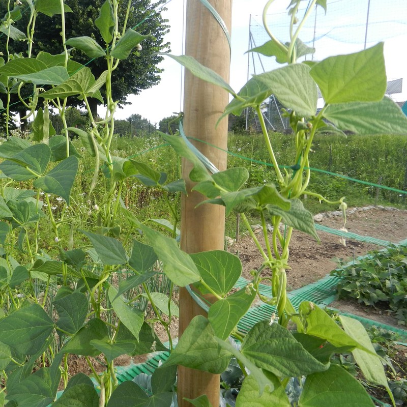 Tenax 57006200 Flora Green Plastic Mesh for Climbing Plants