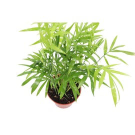 Victorian Parlor Palm (Neanthe Bella Palm) - 4'' from California Tropicals