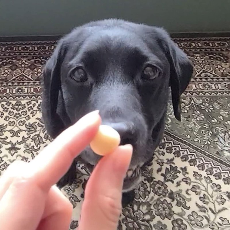 Petio Natural Style Egg Bolo 3.5 oz (100 g)