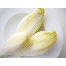 Endive Seeds âWitloof Chicoryâ - Traditional Root and Leaf Chicory | Heirloom Seeds by Liliana's Garden |
