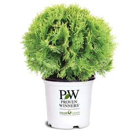 2 Gallon Proven Winners Anna's Magic Ball Arborvitae Shrub