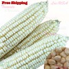 Treevale White Organic Sticky Waxy Sweet Corn Seeds | NON-GMO Heirloom - 60 Seeds or 1/2 OZ