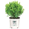 Proven Winners Sprinter Boxwood, 2 Gal, Green-Yellow
