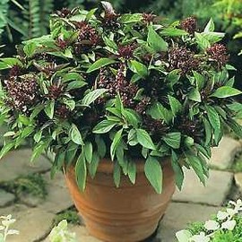 Basil Licorice Great Garden Herb 200 Seeds