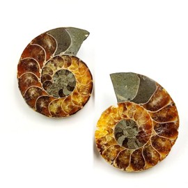 2PCS Natural Polished Ammonite Shell Pair Fossil Stone, Ammonite Fossil Shell Spiral Polished Natural Fossilized Gemstone Ammolite Crystal Décor