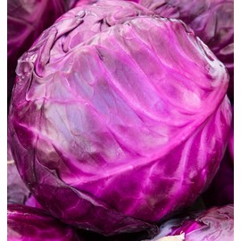 Cabbage Seeds for Planting - Plant & Grow Red Acre Cabbage in Your Home Outdoor Vegetable Garden - Heirloom Non GMO Planting Packets with Full Instructions - Great Gardening Gift, 2 Packets