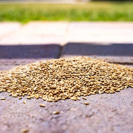 Desert Valley Canary Seed, All Natural, Non-GMO Premium Wild Bird Food for Canaries, Finch, Song Birds, Dove and More (10 Pounds)