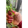 PES INAI DAUN ASLI ORIGINAL 100%