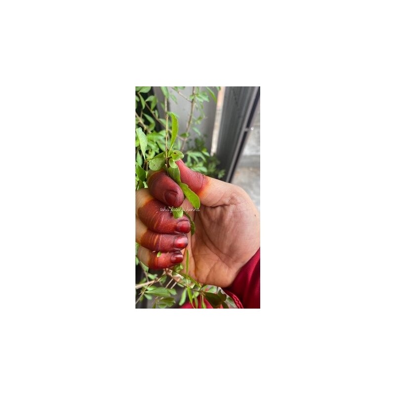 PES INAI DAUN ASLI ORIGINAL 100%