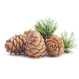 Cedarwood Essential Oil Soapeauty Glass Bottle 0.5 OZ 1 OZ (1 OZ (30 ML) Euro Dropper)