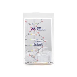 Protein Synthesis Model Set