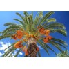 Medjool Date Palm Tree Seeds - Phoenix Dactylifera - 10