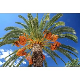 Medjool Date Palm Tree Seeds - Phoenix Dactylifera - 10 Seeds for Growing Edible Fruit