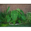 5 Live Colocasia Esculenta Elephant Ear Taro Gabi Kalo Eddo